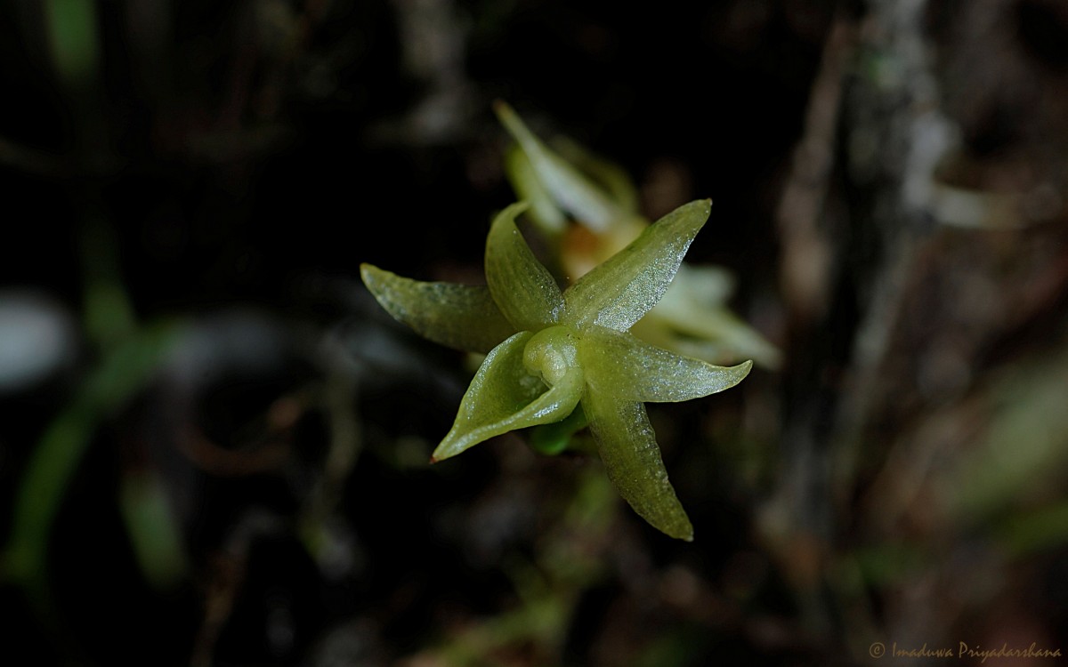 Angraecum